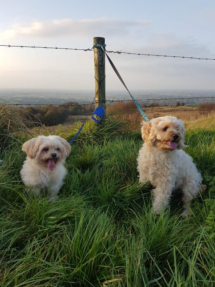 Rosie and Holly A view over Cheshire