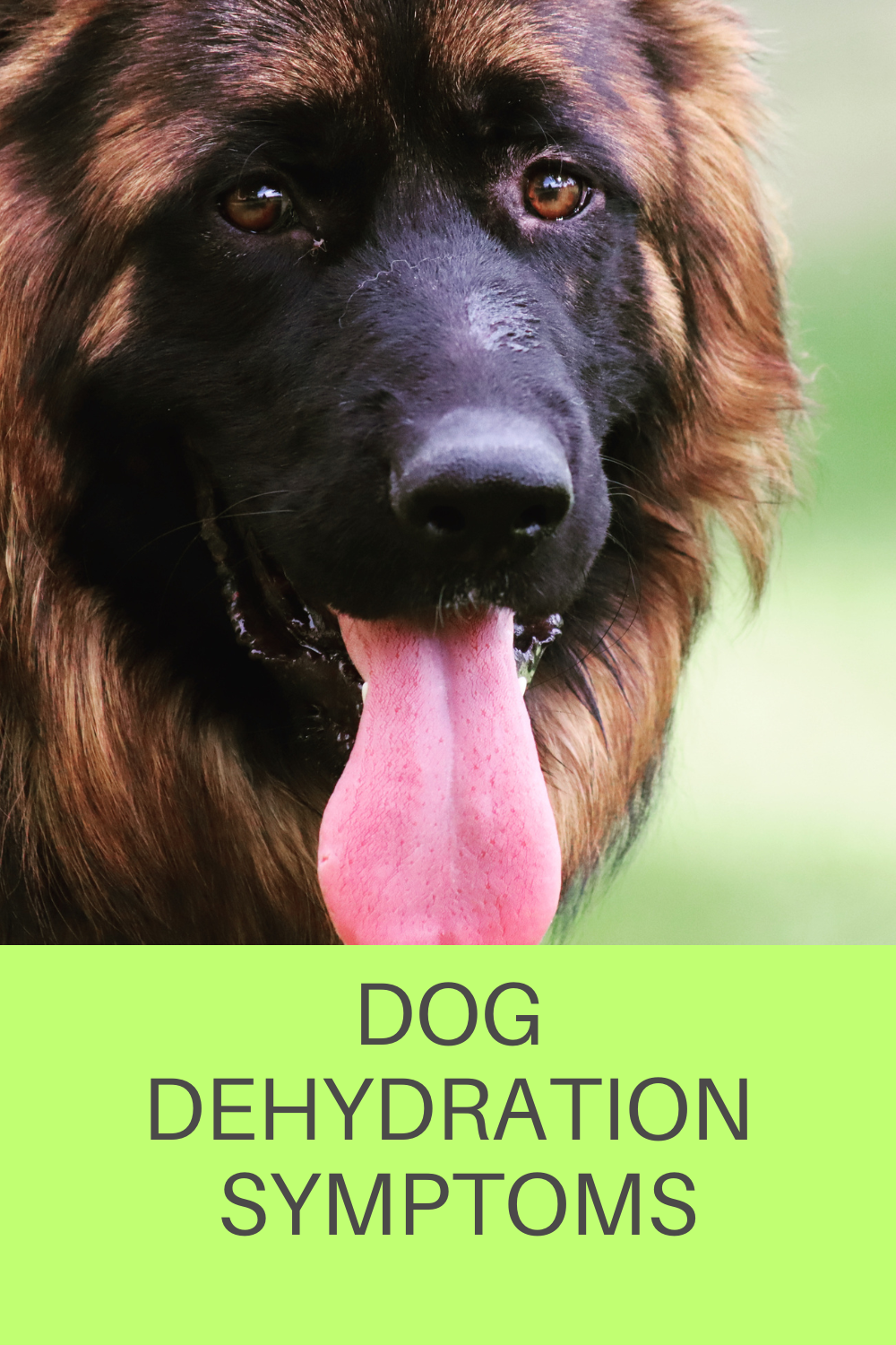 Dog Dehydration Symptoms