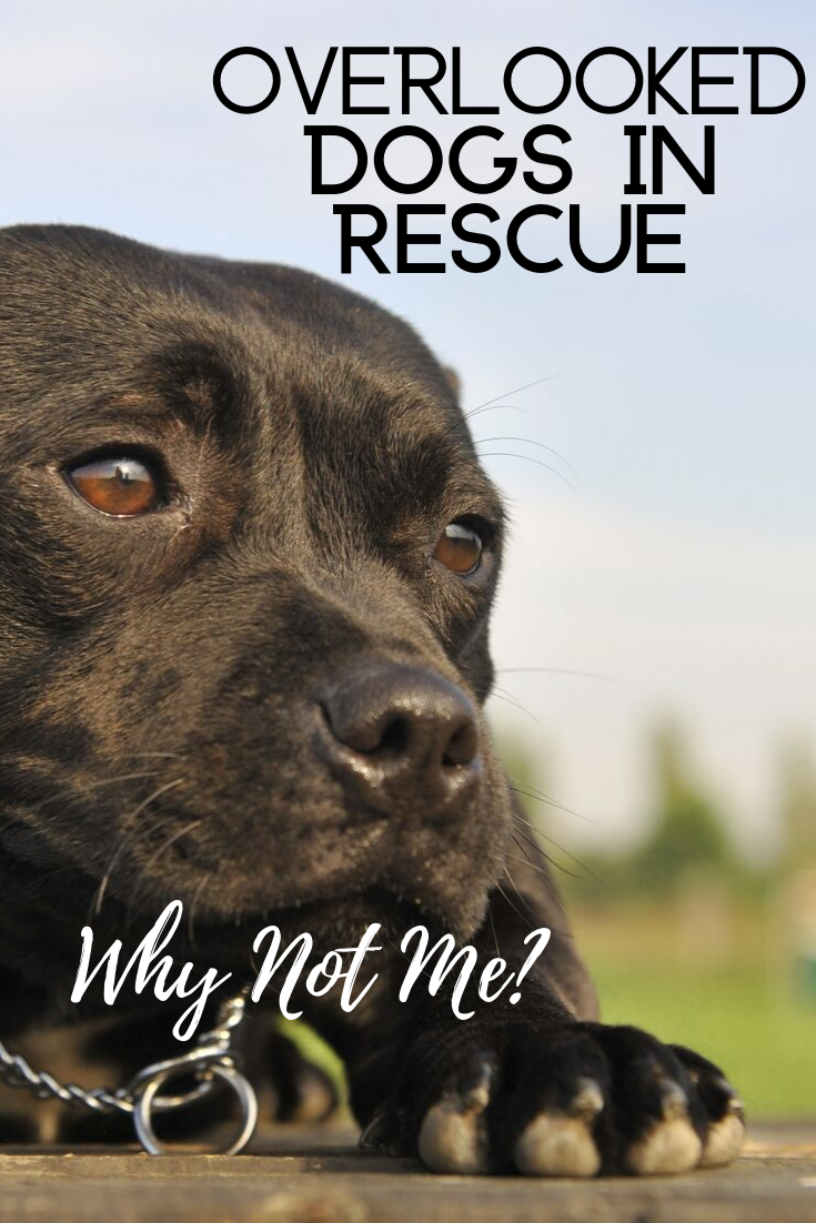Overlooked Dogs In Rescue
