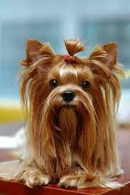 This pretty Yorkshire Terrier has the same colouring, a cute top knot and big, bright eyes.