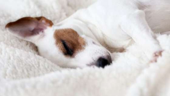 How to keep pet beds clean and hygienic