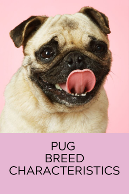 Pug breed