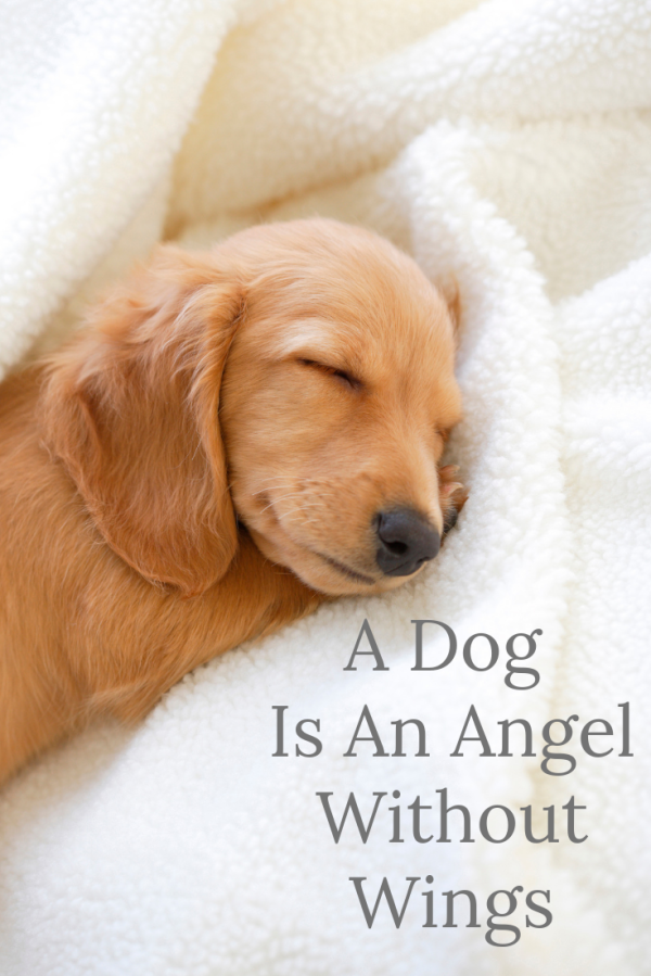 A Dog Is An Angel Without Words