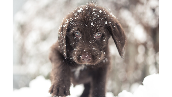 Puppy Training In Winter
