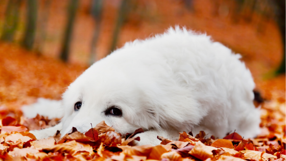 Autumn Dangers For Dogs