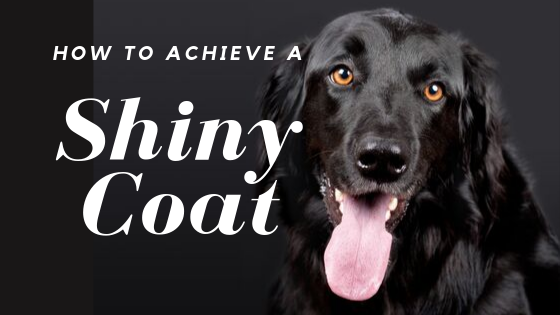 Make A Dog's Coat Shine