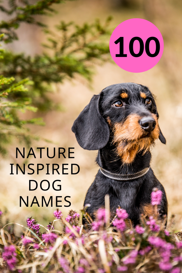 Dog Names Inspired by Nature