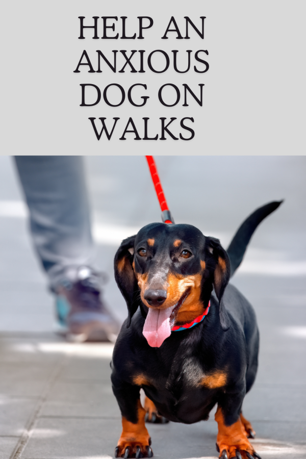 Help An Anxious Dog on Walks