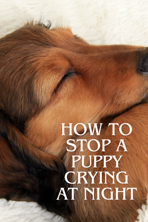 How To Stop A Puppy crying At night