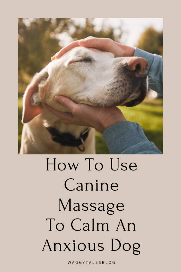 Calming Massage For Dogs
