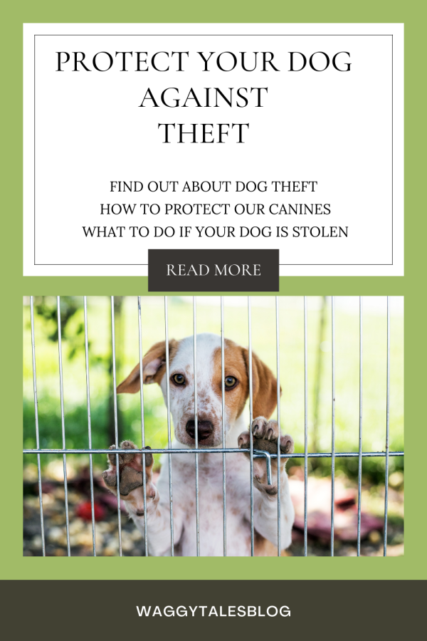 dog theft