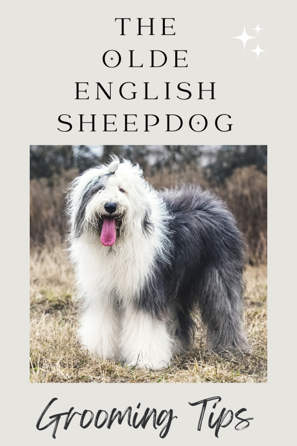 The Olde English Sheepdog