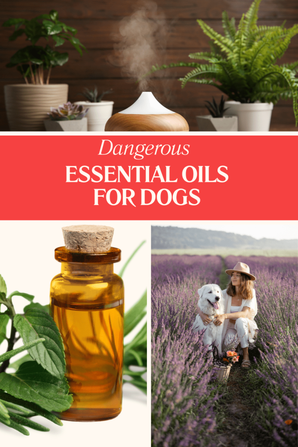 Dangerous Essential Oils For Dogs
