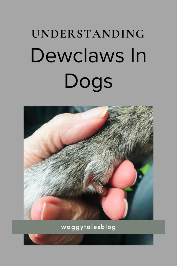 Dewclaws In Dogs