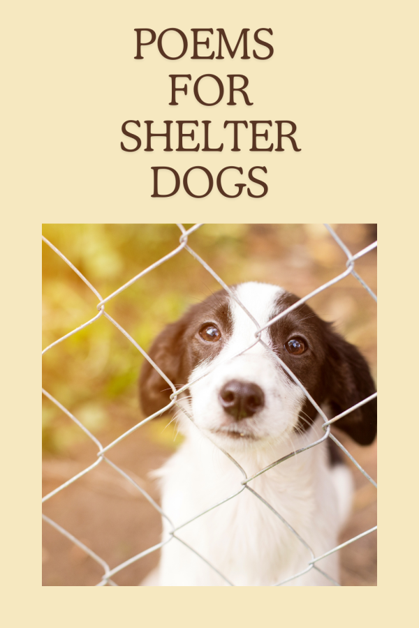 Poems For Shelter Dogs