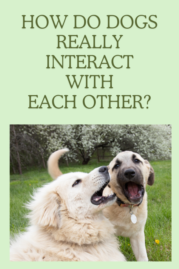 how dogs interact with each other