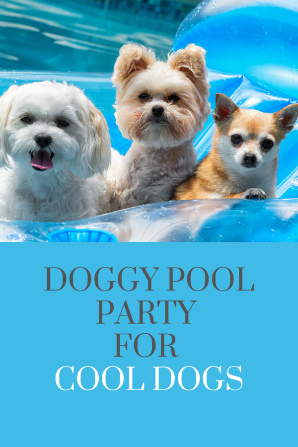 doggy pool party for cool dogs