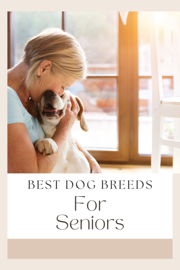 Best Dogs For Seniors
