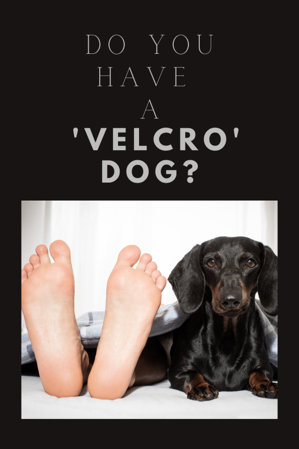 velcro dogs