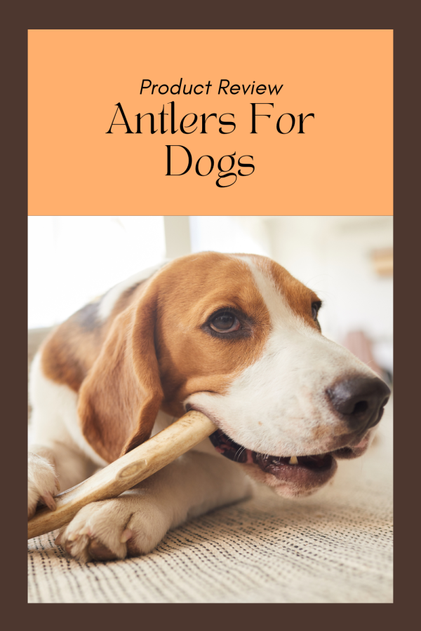 Antlers For Dogs