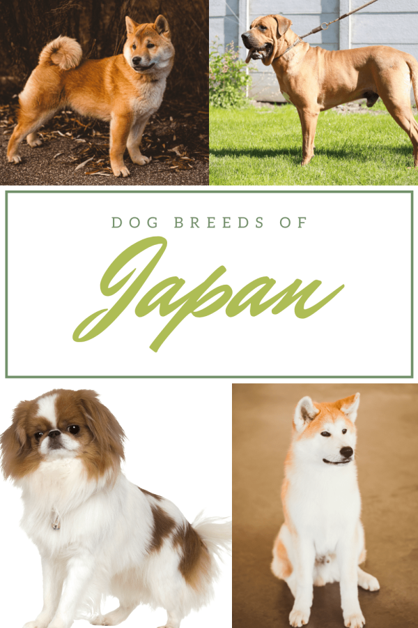 Dog Breeds From Japan