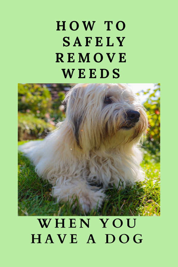 Safely Remove Weeds